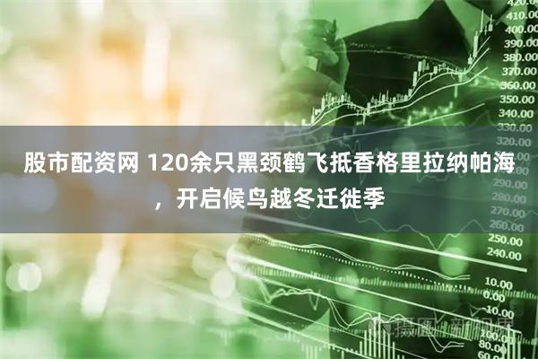 股市配资网 120余只黑颈鹤飞抵香格里拉纳帕海，开启候鸟越冬迁徙季